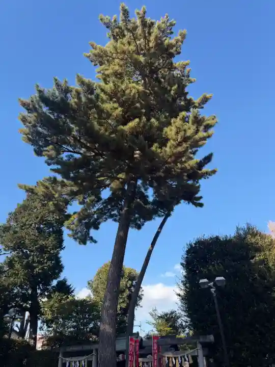 中野沼袋氷川神社の{uncategorized: "未分類", other: "その他", undefined: "問題あり", building: "その他建物", grave: "お墓", sacred_gate: "鳥居", guardian: "狛犬", statue: "像", buddha: "仏像", history: "歴史", nature: "自然", garden: "庭園", animal: "動物", pagoda: "塔", temizu: "手水舎", mountain_gate: "山門・神門", sanctuary: "本殿・本堂", subordinate: "末社・摂社", art: "芸術", scenery: "景色", jizo: "地蔵", ema: "絵馬", goshuin: "御朱印", omikuji: "おみくじ", items: "授与品その他", amulet: "お守り", goshuincho: "御朱印帳", eats: "食事", festival: "お祭り", votive_dance: "神楽", shichigosan: "七五三参", wedding: "結婚式", experience: "体験その他", initially: "初詣", around: "周辺", anti_infection: "感染症対策"}