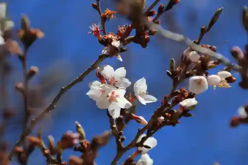 鹿島大神宮の庭園