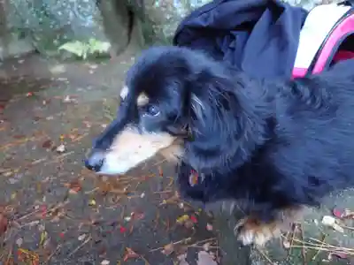 六甲比命大善神社の動物