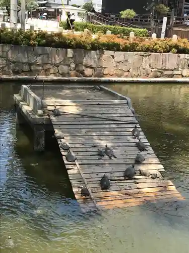 四天王寺の動物