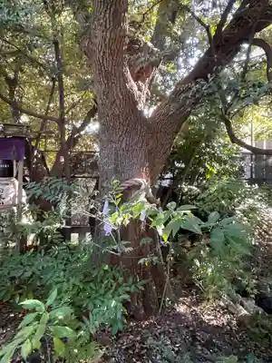 東京大神宮(東京都)