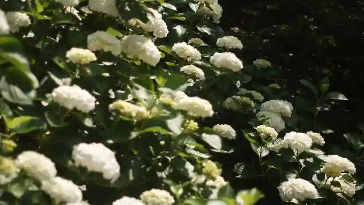 岡寺(龍蓋寺)(奈良県)