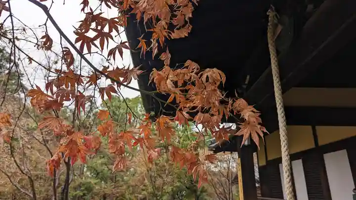 勝林寺(京都府)