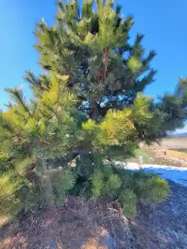 八幡宮（久保田町）(栃木県)
