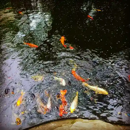 愛宕神社の動物