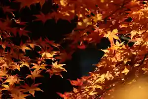 国宝 大法寺の自然(2020年11月15日(日) 08時10分02秒投稿)