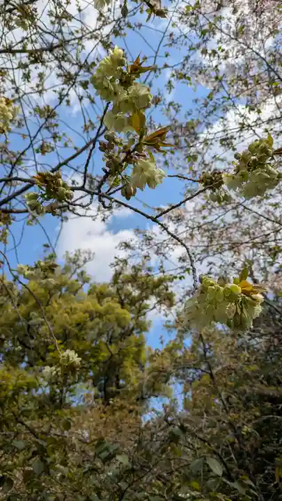 平野神社(京都府)