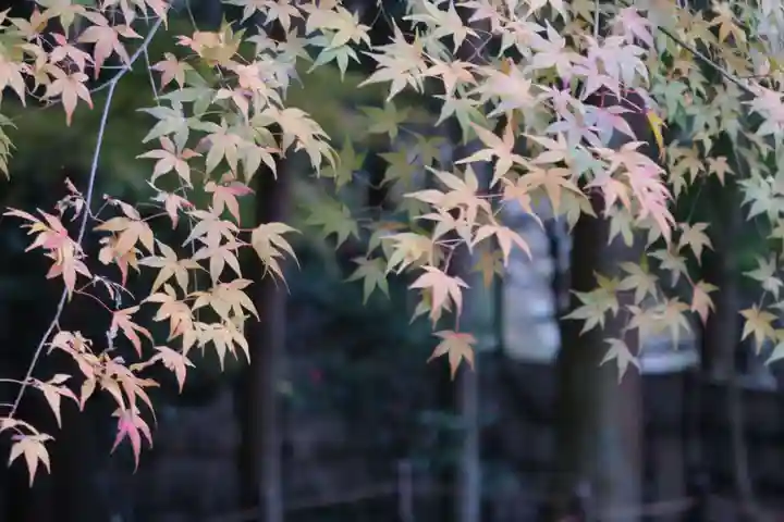 慈照寺(慈照禅寺・銀閣寺)の自然