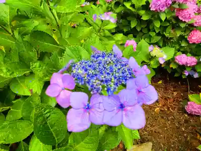 千光寺(福岡県)