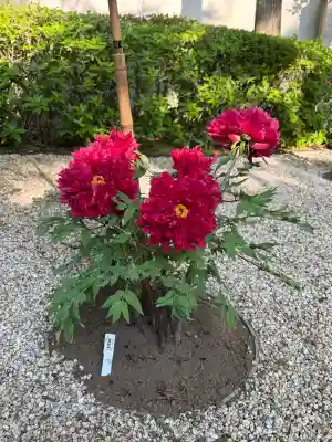 上野東照宮の{uncategorized: "未分類", other: "その他", undefined: "問題あり", building: "その他建物", grave: "お墓", sacred_gate: "鳥居", guardian: "狛犬", statue: "像", buddha: "仏像", history: "歴史", nature: "自然", garden: "庭園", animal: "動物", pagoda: "塔", temizu: "手水舎", mountain_gate: "山門・神門", sanctuary: "本殿・本堂", subordinate: "末社・摂社", art: "芸術", scenery: "景色", jizo: "地蔵", ema: "絵馬", goshuin: "御朱印", omikuji: "おみくじ", items: "授与品その他", amulet: "お守り", goshuincho: "御朱印帳", eats: "食事", festival: "お祭り", votive_dance: "神楽", shichigosan: "七五三参", wedding: "結婚式", experience: "体験その他", initially: "初詣", around: "周辺", anti_infection: "感染症対策"}