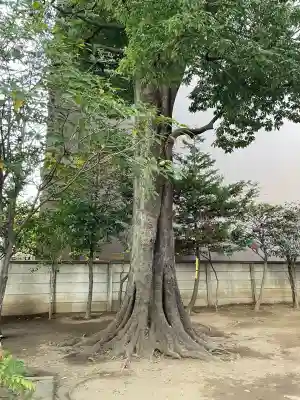 天満神社（武蔵一宮氷川神社末社）の{uncategorized: "未分類", other: "その他", undefined: "問題あり", building: "その他建物", grave: "お墓", sacred_gate: "鳥居", guardian: "狛犬", statue: "像", buddha: "仏像", history: "歴史", nature: "自然", garden: "庭園", animal: "動物", pagoda: "塔", temizu: "手水舎", mountain_gate: "山門・神門", sanctuary: "本殿・本堂", subordinate: "末社・摂社", art: "芸術", scenery: "景色", jizo: "地蔵", ema: "絵馬", goshuin: "御朱印", omikuji: "おみくじ", items: "授与品その他", amulet: "お守り", goshuincho: "御朱印帳", eats: "食事", festival: "お祭り", votive_dance: "神楽", shichigosan: "七五三参", wedding: "結婚式", experience: "体験その他", initially: "初詣", around: "周辺", anti_infection: "感染症対策"}