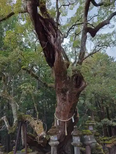 春日大社の自然