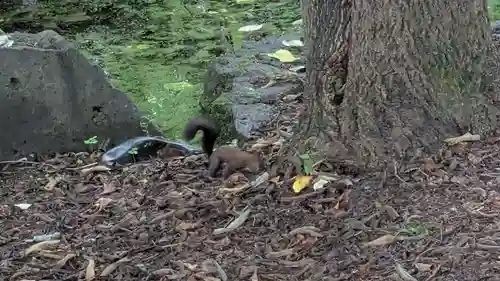 帯廣神社の動物