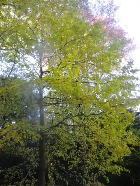 安國論寺(安国論寺)の自然