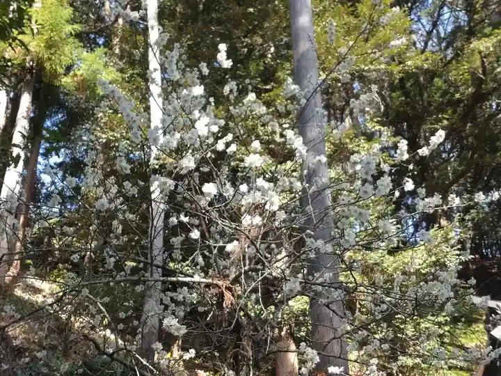 金刀比羅神社の自然