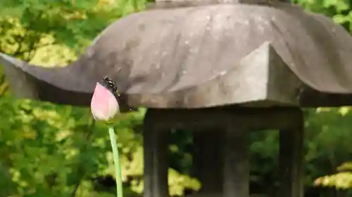 勝林寺の自然