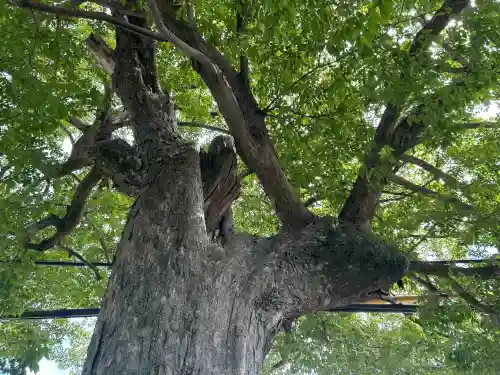 楠木神社(大阪府)