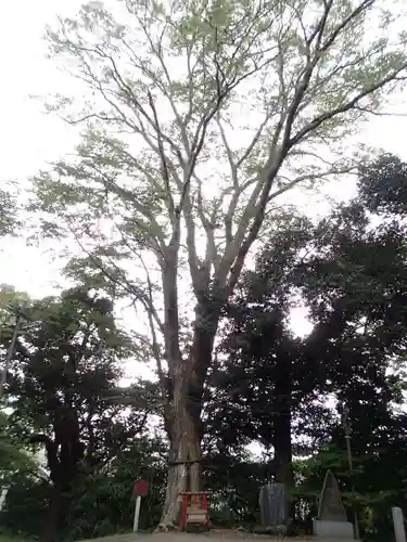 大鷲神社の自然