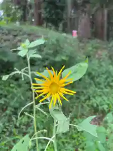 大宮温泉神社の自然(2022年08月25日(木) 14時07分39秒投稿)