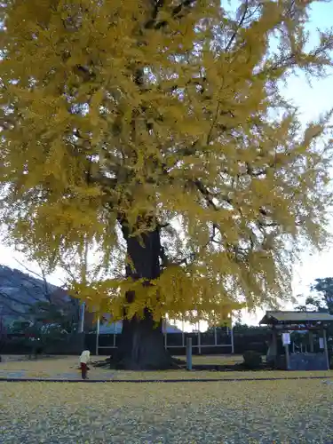 丹生酒殿神社の自然