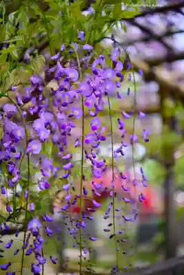 亀戸天神社(東京都)