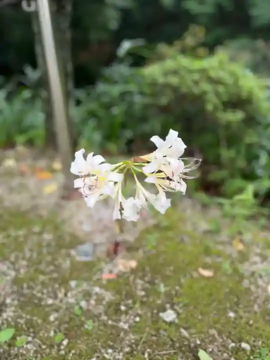 岡寺(龍蓋寺)(奈良県)