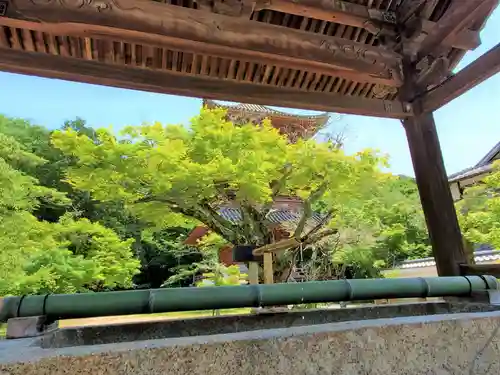太山寺の手水舎