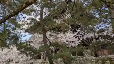 知恩院(京都府)