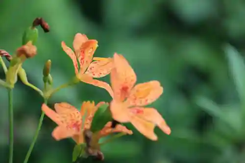 豊景神社の自然