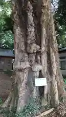 香取神社の自然