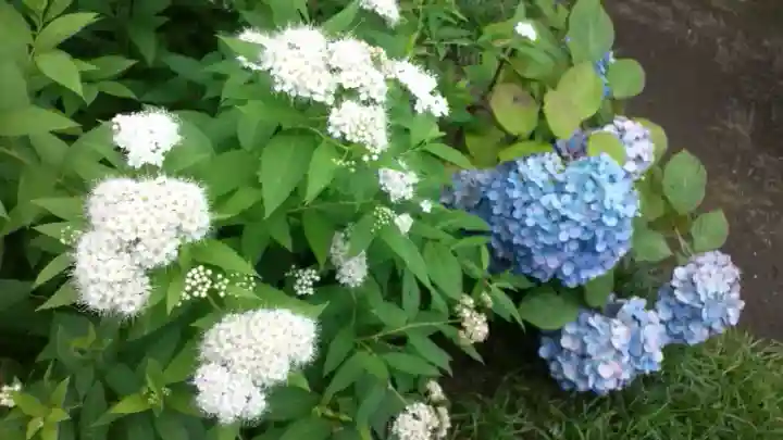 東慶寺の{uncategorized: "未分類", other: "その他", undefined: "問題あり", building: "その他建物", grave: "お墓", sacred_gate: "鳥居", guardian: "狛犬", statue: "像", buddha: "仏像", history: "歴史", nature: "自然", garden: "庭園", animal: "動物", pagoda: "塔", temizu: "手水舎", mountain_gate: "山門・神門", sanctuary: "本殿・本堂", subordinate: "末社・摂社", art: "芸術", scenery: "景色", jizo: "地蔵", ema: "絵馬", goshuin: "御朱印", omikuji: "おみくじ", items: "授与品その他", amulet: "お守り", goshuincho: "御朱印帳", eats: "食事", festival: "お祭り", votive_dance: "神楽", shichigosan: "七五三参", wedding: "結婚式", experience: "体験その他", initially: "初詣", around: "周辺", anti_infection: "感染症対策"}