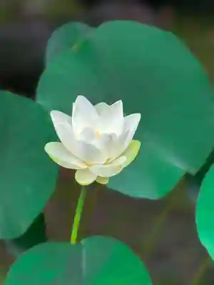 伊勢の国 四天王寺(三重県)