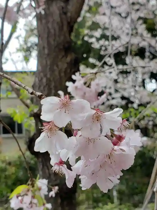 赤坂氷川神社の自然