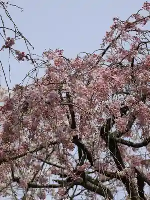 勝持寺（花の寺）(京都府)