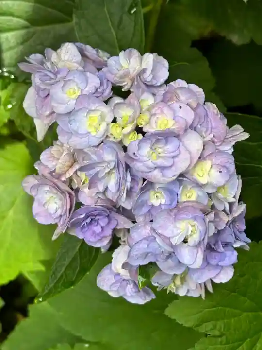 明月院(神奈川県)