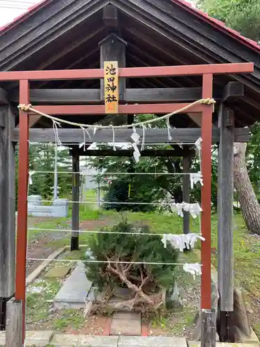 池田神社のおみくじ