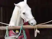 賀茂別雷神社(上賀茂神社)の動物
