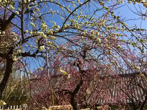 半城土天満神社の自然