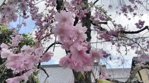 安樂寺天満宮の自然