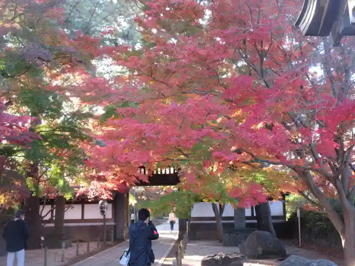 東漸寺の自然
