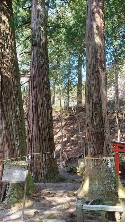 金櫻神社の自然