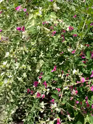 勝念寺(かましきさん)の自然