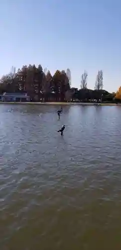 大下稲荷神社の動物