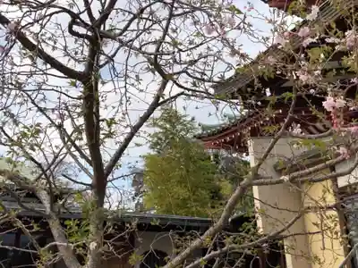 大坊本行寺の自然