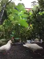 旗上弁財天社の動物