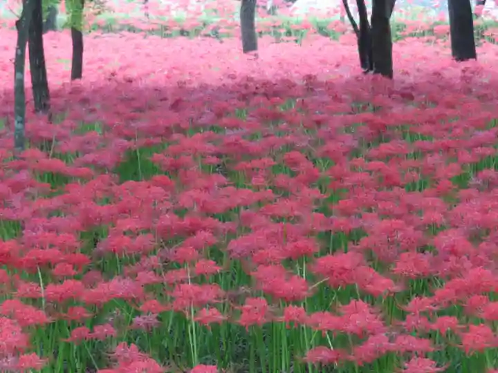 高麗神社(埼玉県)