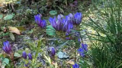 神藏寺(京都府)
