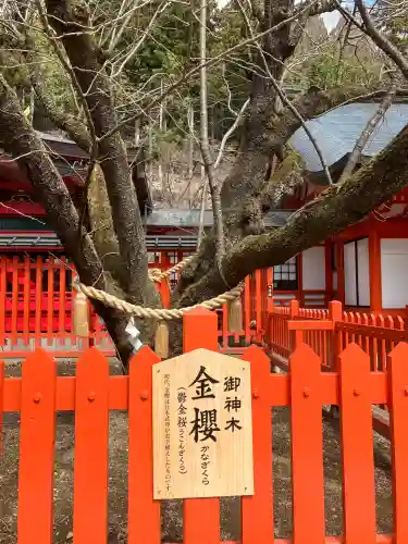 金櫻神社(山梨県)