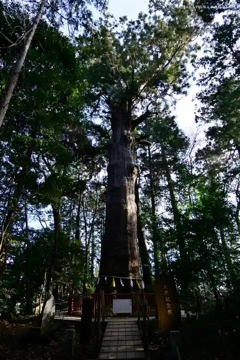 麻賀多神社の自然