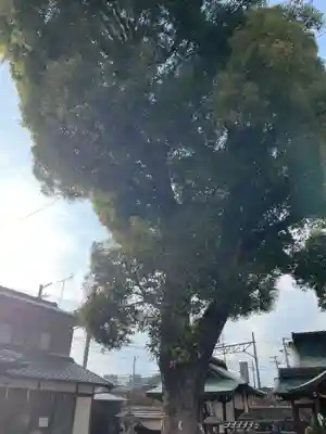 猿田彦神社(京都府)